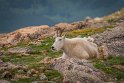 068 Mount Evans, sneeuwgeit